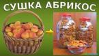 Сушка абрикосов – 10 кг. Как сделать курагу в домашних условиях?